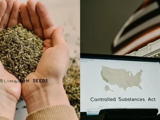 From Seed to Satisfaction: Why Blimburn Seeds is a Grower’s Dream Come True