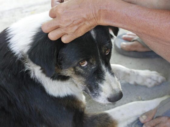 Petsure: Protecting Every Paw, No Matter the Age or Ailment