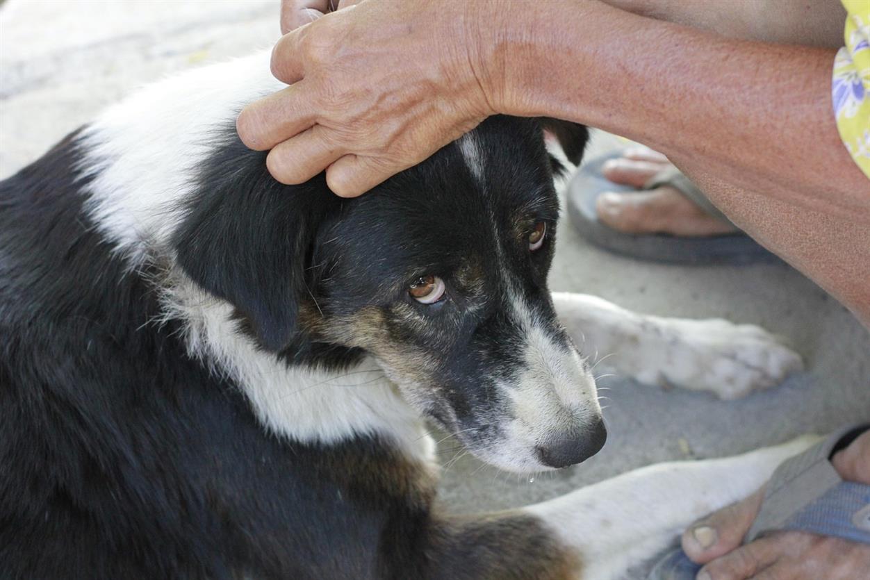 Petsure: Protecting Every Paw, No Matter the Age or Ailment