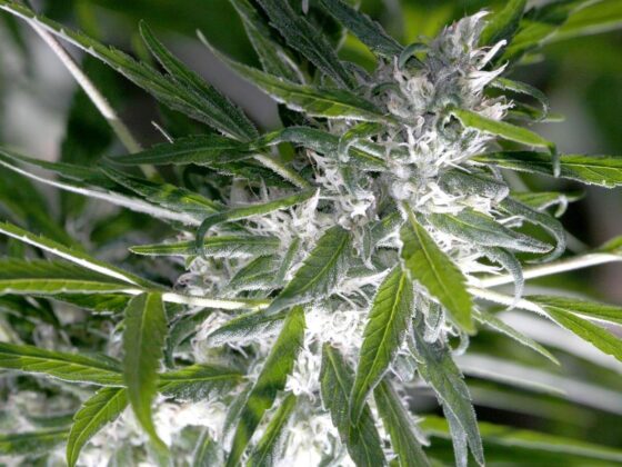 LIT Farms: Redefining Cannabis Purity Through Science and Soul