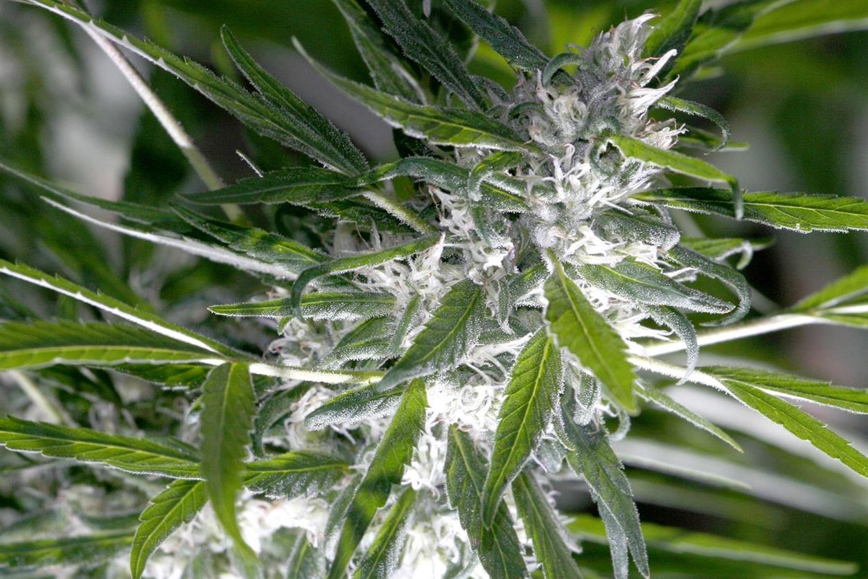 LIT Farms: Redefining Cannabis Purity Through Science and Soul