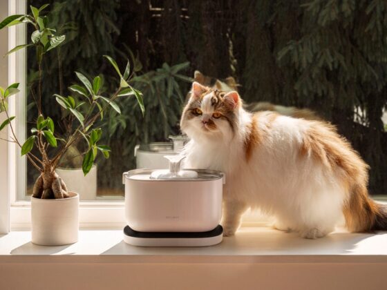 Why Petlibro Automatic Fountains Are Changing the Way Pets Drink