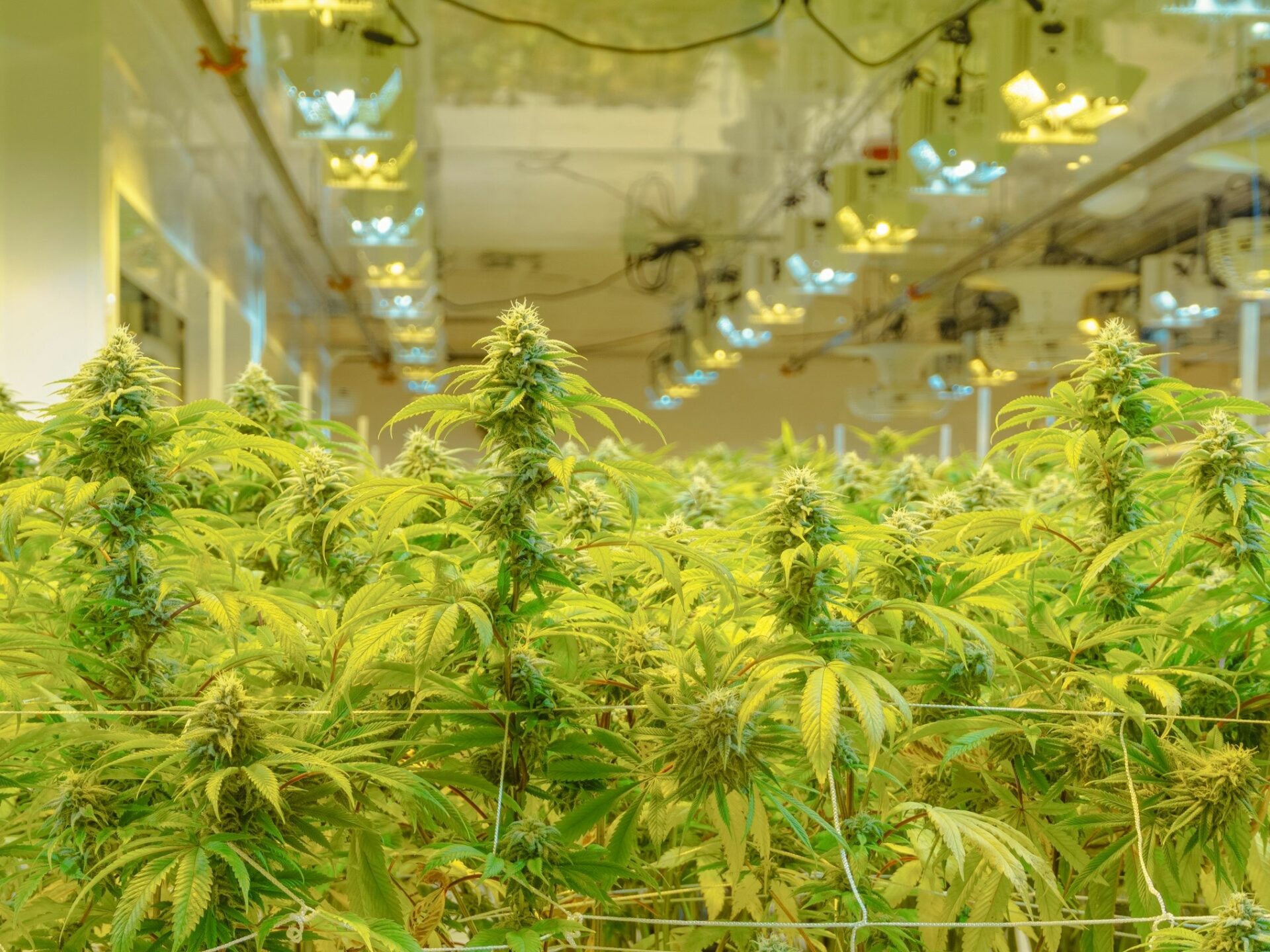 Understanding Medical Cannabis for Neuropathic Pain in the UK with Releaf