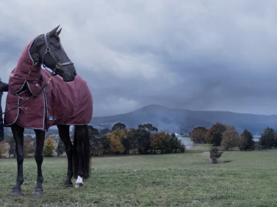 Elevate Your Riding Experience with Premium Gear from GS Equestrian