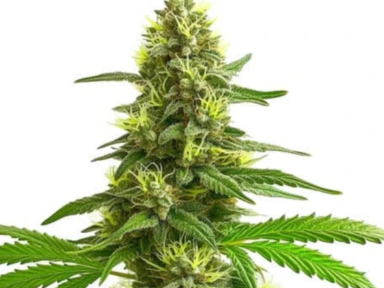 What to Check Before Choosing Any Seed Genetics Online