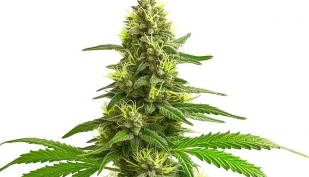 What to Check Before Choosing Any Seed Genetics Online